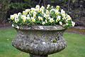3. Close up on pansies